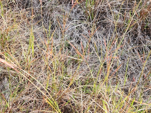 Bothriochloa, 2026-10-26