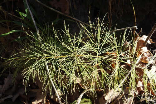 Equisetum sylvaticum observed 2026-10-25