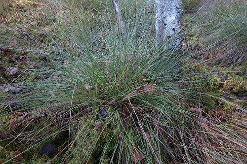Eriophorum observed 2026-10-25
