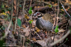 White-Cheeked Partridge photo 1
