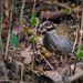 White-cheeked Partridge - Photo (c) NejibAhmed, some rights reserved (CC BY-SA)