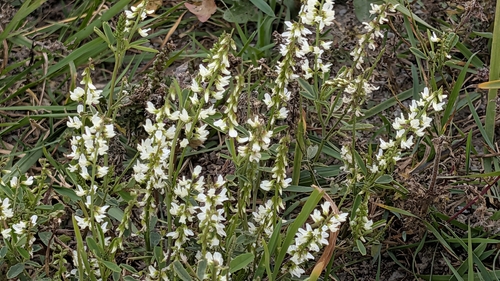 Melilotus albus observed 2026-10-26