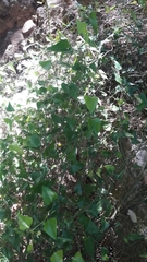 Smilax aspera
