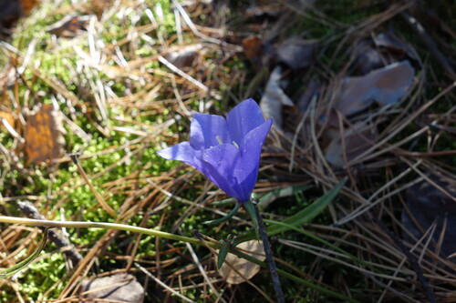 Campanula persicifolia observed 2026-10-25