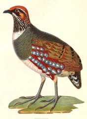 Hill Partridge photo 1