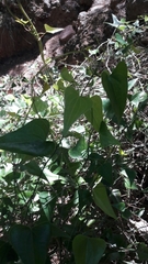 Smilax aspera