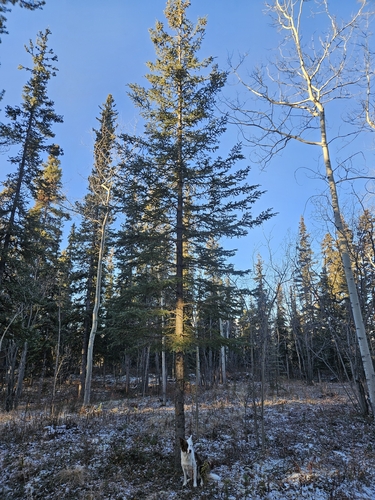 Picea glauca observed 2026-10-26