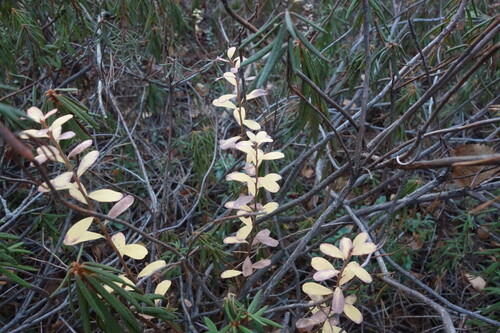 Vaccinium uliginosum observed 2026-10-25