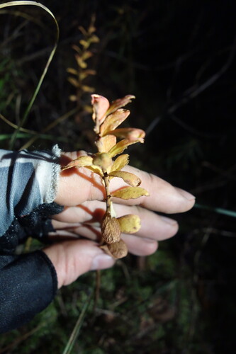 Vaccinium uliginosum, 2026-10-25