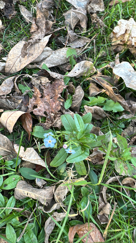 Myosotis scorpioides observed 2026-10-25
