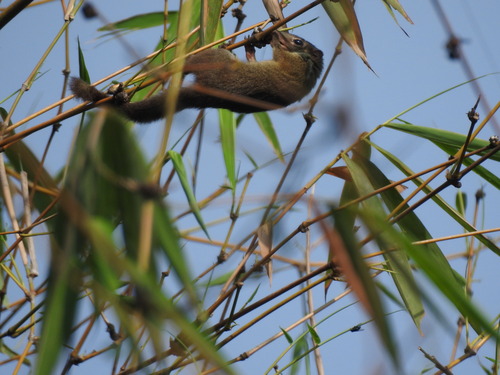Tupaia javanica observed 2026-10-20