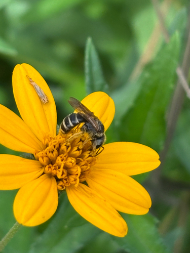 Halictus observed 2026-10-26
