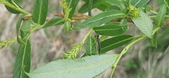 Rhogogaster viridis