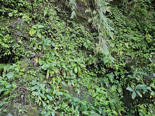Bredia hirsuta observed 2026-10-26