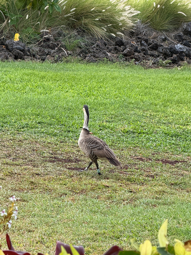 Branta sandvicensis observed 2026-10-26