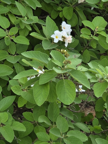 Cordia observed 2026-10-26