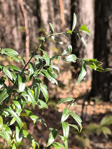 Genista tinctoria, 2026-10-25