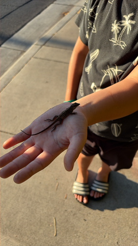 Anolis sagrei observed 2026-10-26