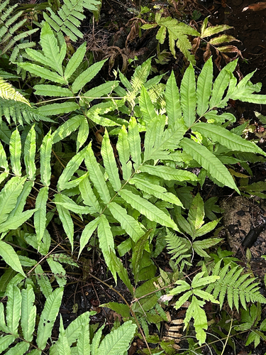 Tectaria incisa observed 2026-10-26