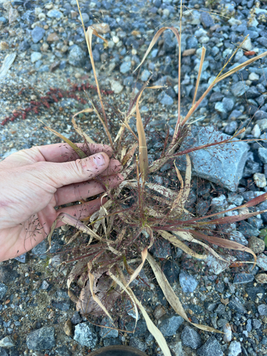 Panicum capillare observed 2026-10-26