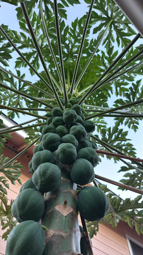 Carica papaya observed 2026-10-25