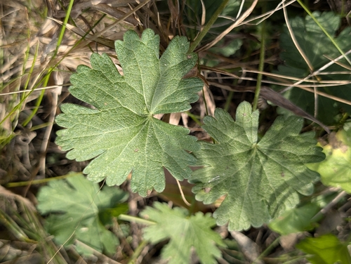 Callirhoe involucrata, 2026-10-26
