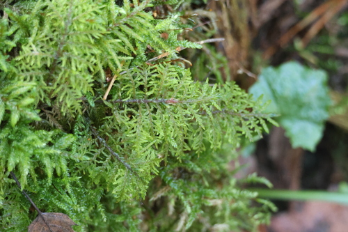 Hylocomium splendens observed 2026-10-26