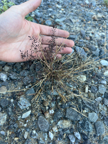 Eragrostis pilosa observed 2026-10-26