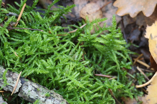 Pseudoscleropodium purum observed 2026-10-26