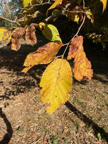 Ostrya virginiana, 2026-10-25