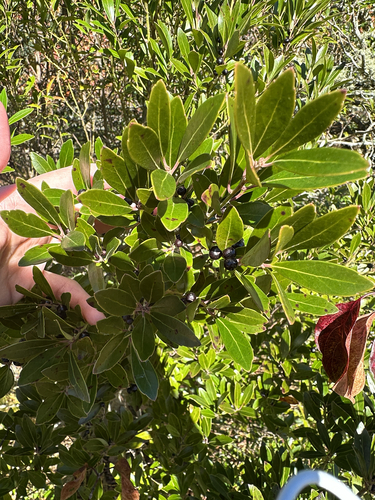Ilex glabra observed 2026-10-26
