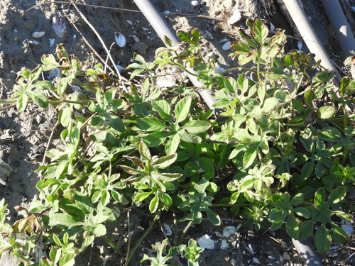 Ipomoea pes-tigridis observed 2026-10-26