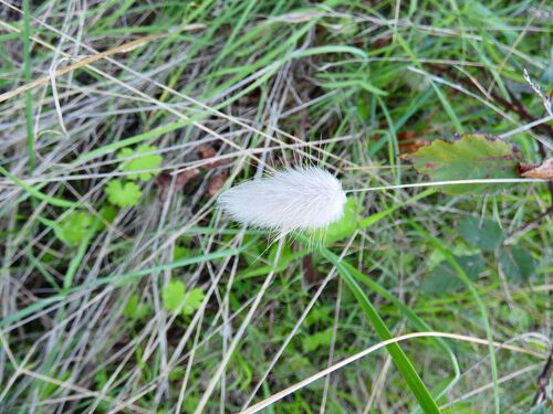 Lagurus ovatus observed 2026-10-26