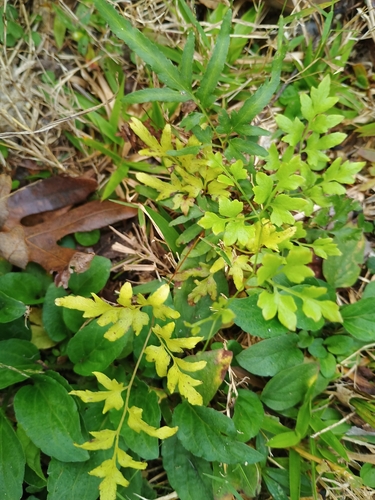 Lygodium japonicum observed 2026-10-26