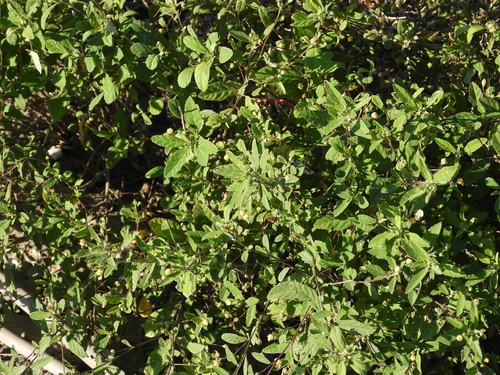 Sida rhombifolia observed 2026-10-26
