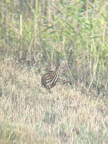Botaurus lentiginosus observed 2026-10-26