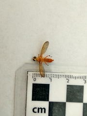 Ptecticus testaceus