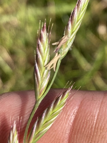 Lolium perenne observed 2026-10-26