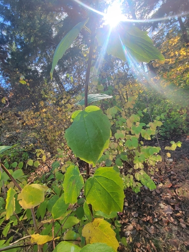 Philadelphus lewisii, 2026-10-23