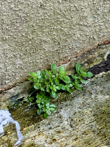 Pilea microphylla observed 2026-10-26