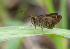Vehilius stictomenes