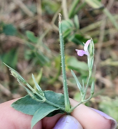 Dicliptera observed 2026-10-25