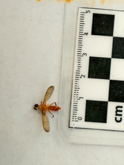 Ptecticus testaceus