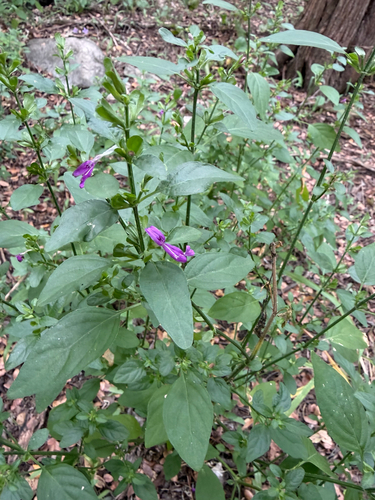 Dicliptera observed 2026-10-25