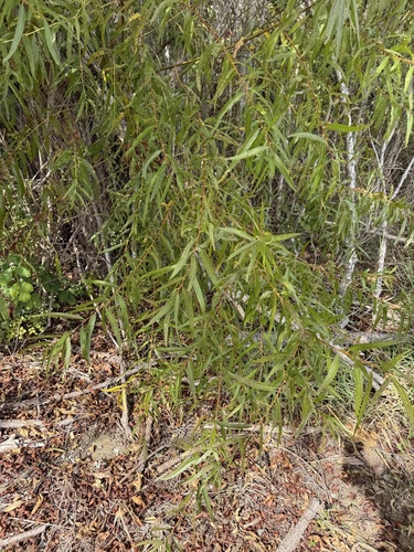 Salix nigra, 2026-10-26