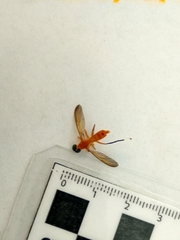 Ptecticus testaceus