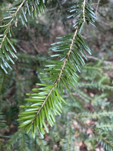 Abies nordmanniana, 2026-10-26