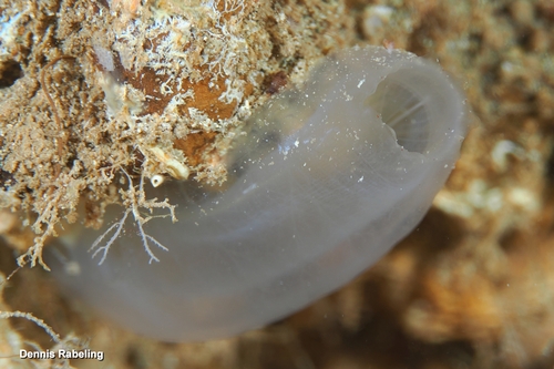 Ciona intestinalis observed 2026-10-21