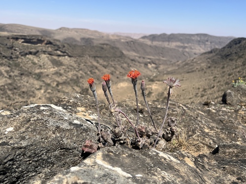Senecio observed 2026-10-26