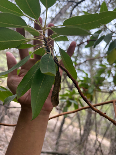 Arbutus xalapensis observed 2026-10-25
